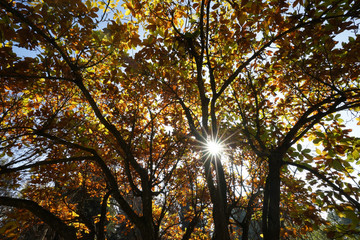 Obraz premium Goldene Herbststimmung im Park