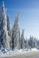 Winter