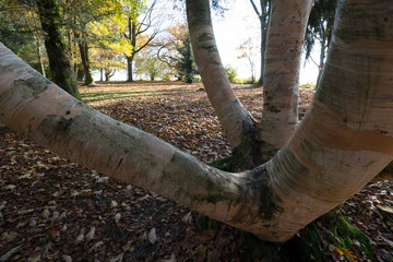 Obraz premium Blätter im Herbst