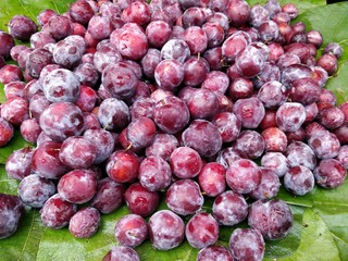 Grewia asiatica or Falsa fruits of Southeast Asia