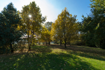 Fototapeta na wymiar Goldene Herbststimmung im Park