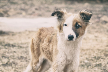 Obraz premium street dog very thin. he is afraid of everything. there is toning
