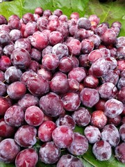 Grewia asiatica or Falsa fruits of Southeast Asia