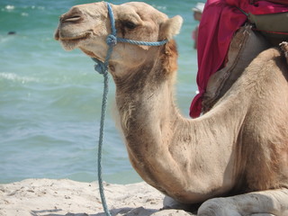Camel on the beach in Tunisia, Africa on a clear day against the blue sea