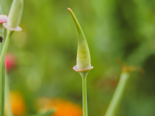 Fleurs de pavots d'Amérique (Eschscholzia californica) en cours d'éclosion