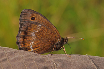 Minois dryas (SCOPOLI, 1763) Blauäugiger Waldportier, Männchen DE, BY, Murnauer Moos 24.07.2016