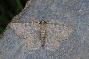 Charissa glaucinaria (HÜBNER, [1799]) Grüngraugebänderter Felsen-Steinspanner DE, RLP, Starkenburg, Mosel 17.07.2016