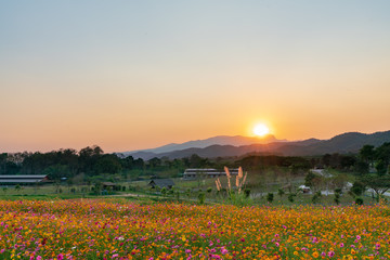 花畑と夕日