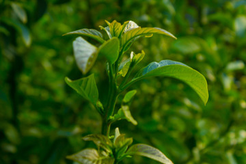 plant in the garden