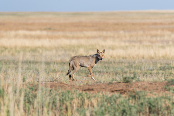 Wet Gray wolf (Canis lupus) runs across the field. Chyornye Zemli (Black Lands) Nature Reserve, Kalmykia region, Russia.