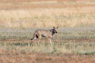 Obraz na płótnie Canvas Wet Gray wolf (Canis lupus) runs across the field. Chyornye Zemli (Black Lands) Nature Reserve, Kalmykia region, Russia.