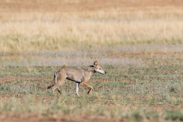 Wet Gray wolf (Canis lupus) runs across the field. Chyornye Zemli (Black Lands) Nature Reserve,...