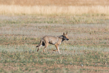 Naklejka na ściany i meble Wet Gray wolf (Canis lupus) runs across the field. Chyornye Zemli (Black Lands) Nature Reserve, Kalmykia region, Russia.
