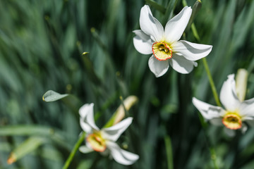 Fototapeta na wymiar spring flowers in ukraine, close-up of plants on a sunny day