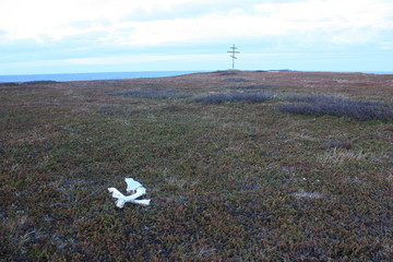 The bones of the animal among the Heather and the cross of memory on the beach.
