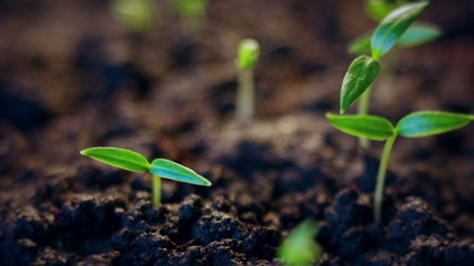 Time lapse of vegetable seeds growing or sprouting from the ground.