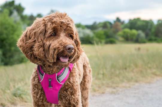 Happy, smiling labradoodle dog with tongue out on hike