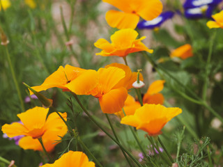Eschscholzia californica - Pavot de Californie de couleur jaune or ou jaune orangée, une plante d'ornement des jardins mais parfois invasive sur de vastes prairies