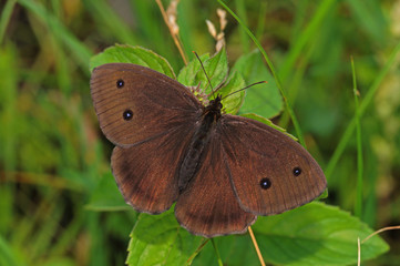 Minois dryas (SCOPOLI, 1763) Blauäugiger Waldportier, Männchen DE, BY, Murnauer Moos 24.07.2016