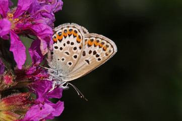 Plebejus argus (LINNAEUS, 1758) Argus-Bläuling DE, BY, Murnauer Moos 24.07.2016