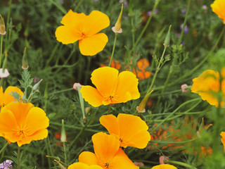 Eschscholzia californica - Pavot de Californie de couleur jaune or ou jaune orangée, une plante d'ornement des jardins mais parfois invasive sur de vastes prairies