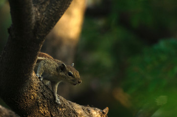 chipmonk on a branch in india