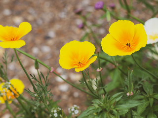 Naklejka premium Eschscholzia californica - Pavot de Californie de couleur jaune or ou jaune orangée, une plante d'ornement des jardins mais parfois invasive sur de vastes prairies