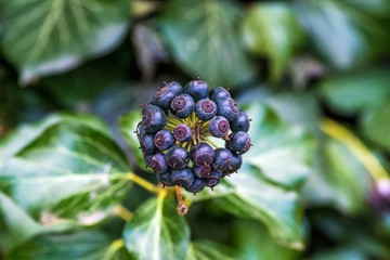 owoce bluszczu pospolitego (Hedera helix)