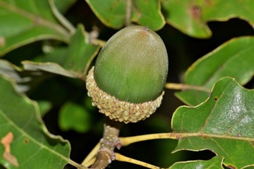A green unripe acorn surrounded by Oak leaves against a dark background in Houston, TX.
