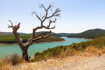 Trees on a river background in Portugal