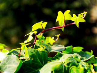 Hedera, commonly called ivy, is a genus of the family Araliaceae.