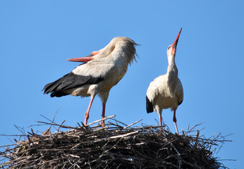 A couple of stork is in its nest