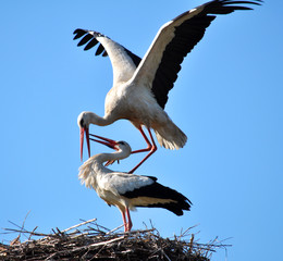 A couple of stork is in its nest