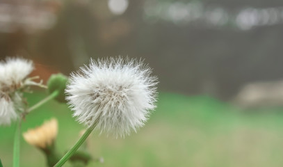 Close up of Dandelion flower on blurred background