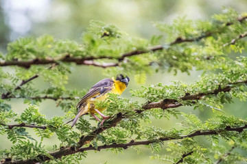 female baglafecht weaver sitting on a branch