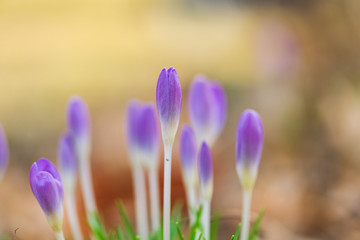 crocus flowers blooming in the Spring