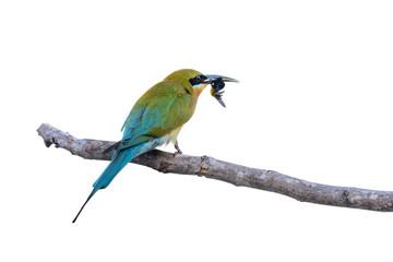 Blue-tailed bee-eater or Merops philippinus, beautiful bird isolated perching on branch with white background, Thailand. clipping path.
