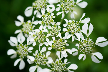 Macro image of Cow Parsley Flower Head in natural environment. Close up of cow parsley flower...