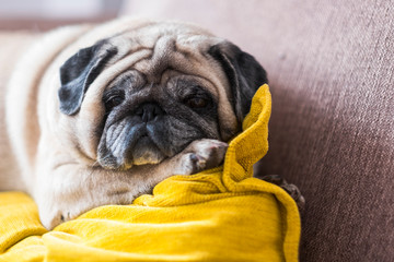 Funny pug sleeping on the couch at home - lazy concept for lovely dog and best friend