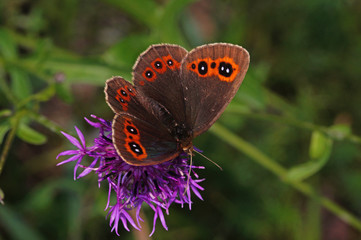Obraz premium Erebia aethiops (ESPER, [1777]) Graubindiger Mohrenfalter DE, BY, Wallgau 30.07.2016
