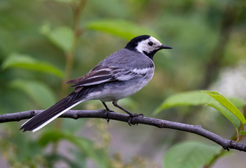 White wagtail bird on a branch