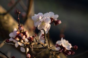 매화,봄,매화꽃