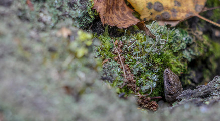 Viviparous lizard peeking out of the bark of a tree with moss