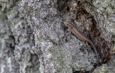 Viviparous lizard on a bark of a tree
