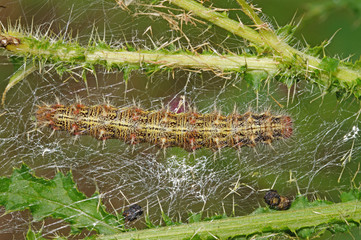 Vanessa cardui (LINNAEUS, 1758) Distelfalter, Raupe DE, RLP, Enkirch, Mosel 16.07.2016