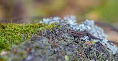 Viviparous lizard on a bark of a tree