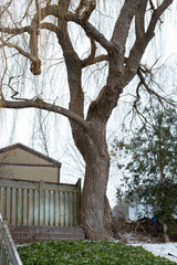 Large Bare Oak Tree