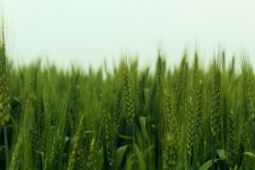 Green wheat in farm in clear sky.