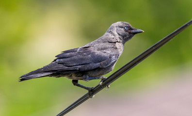 Jackdaw on a cable