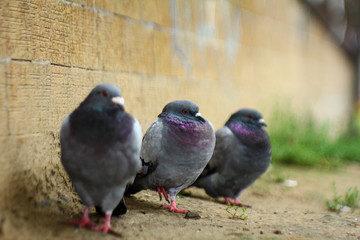 Pigeons and doves